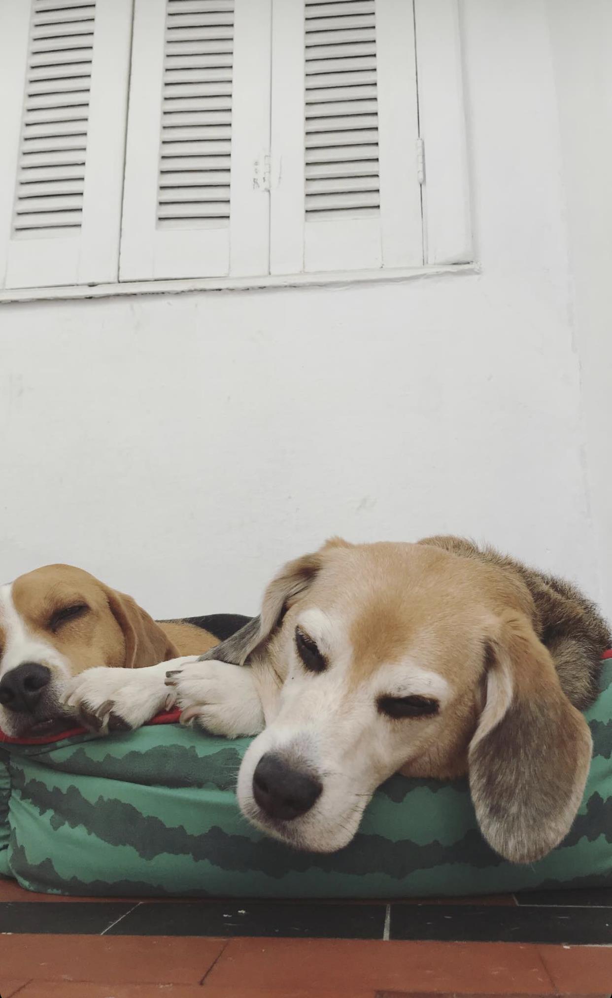 Indicação de Pet - Beagle - Cachorro - Assuntos Gerais - Bastter.com